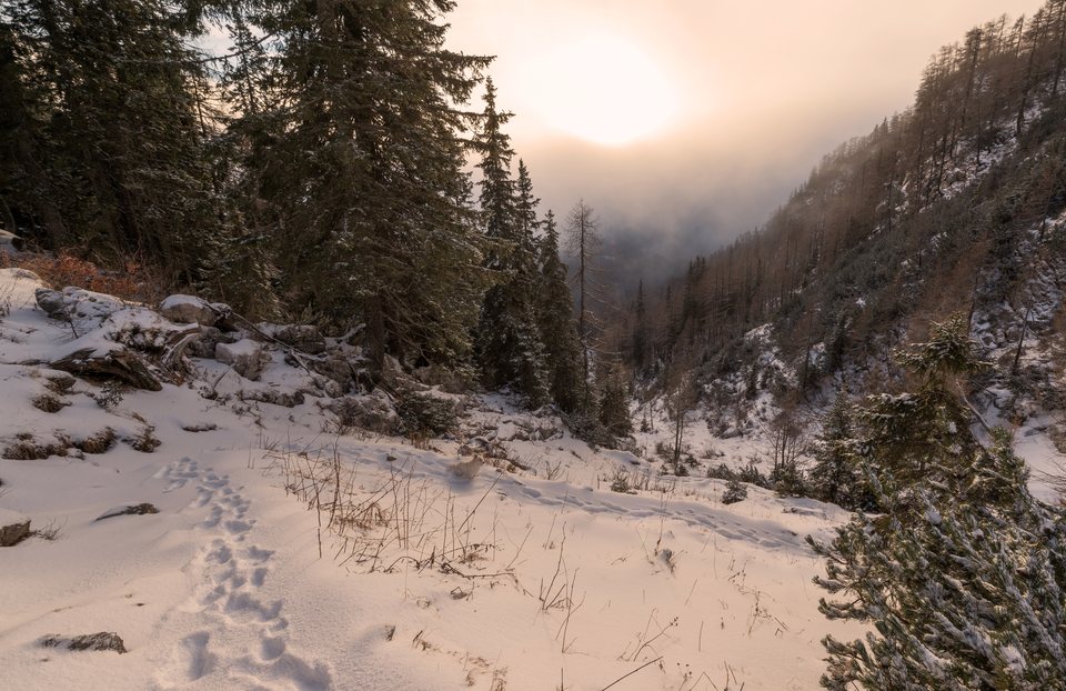 Footprints in fresh snow lead along a path between spruce trees towards a misty mountain valley lit by a low sun.